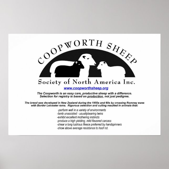 Coopworth Sheep Poster (Framsidan)