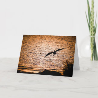 Coorong Pelikan vid skymning Kort