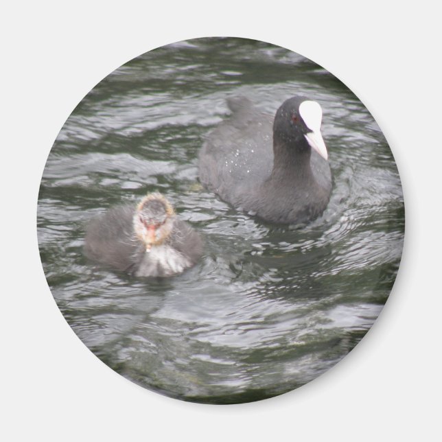 Coot and Chick Magnet (Framsidan)