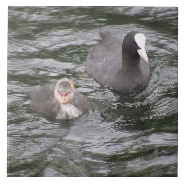 Coot and Chick Tile Kakelplatta (Framsidan)