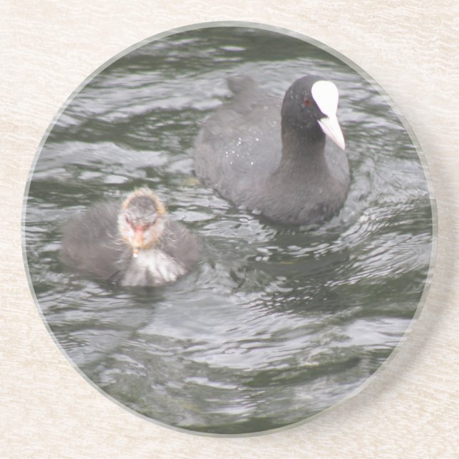 Coot and Chick Underlägg Sandsten (Framsidan)
