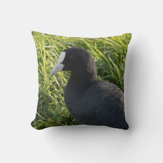Coot Kudde (Framsida)
