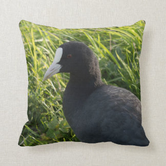 Coot Kudde