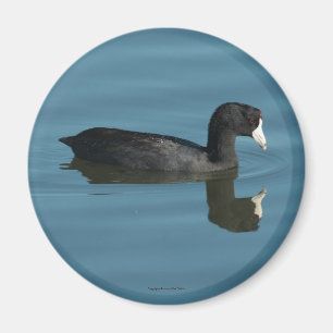 Coot Magnet