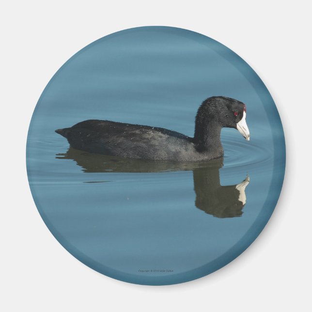Coot Magnet (Framsidan)