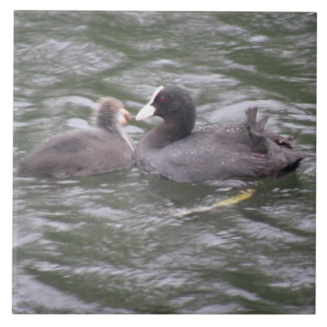 Coot Matar Hungrig Chick Tile Kakelplatta (Framsidan)