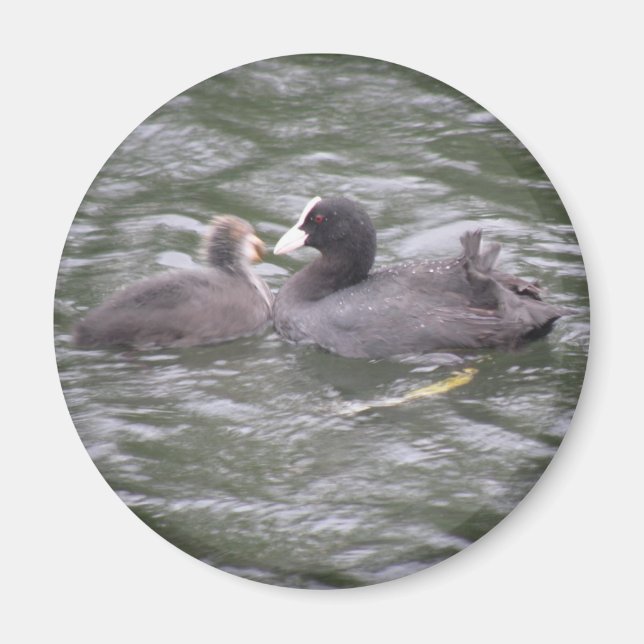 Coot Matar Magnet för Hungrig Chick (Framsidan)