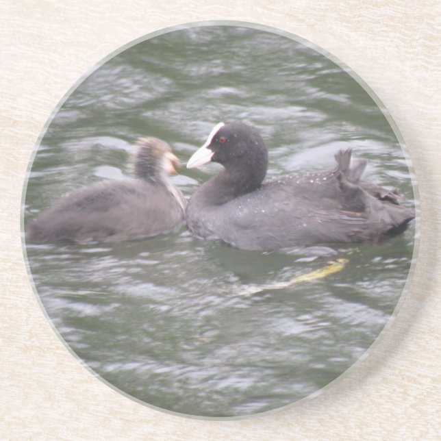 Coot Matar Underlägg för Hungrig Chick Sandsten (Framsidan)