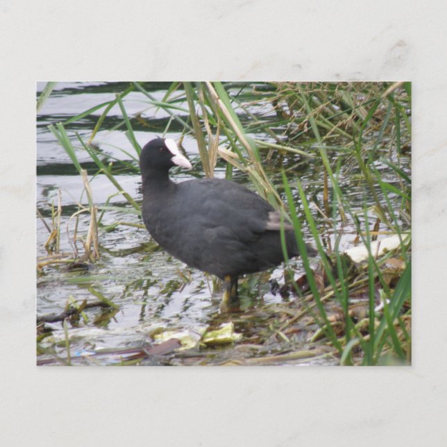 Coot on on Riverbank Postcard Vykort (Framsida)