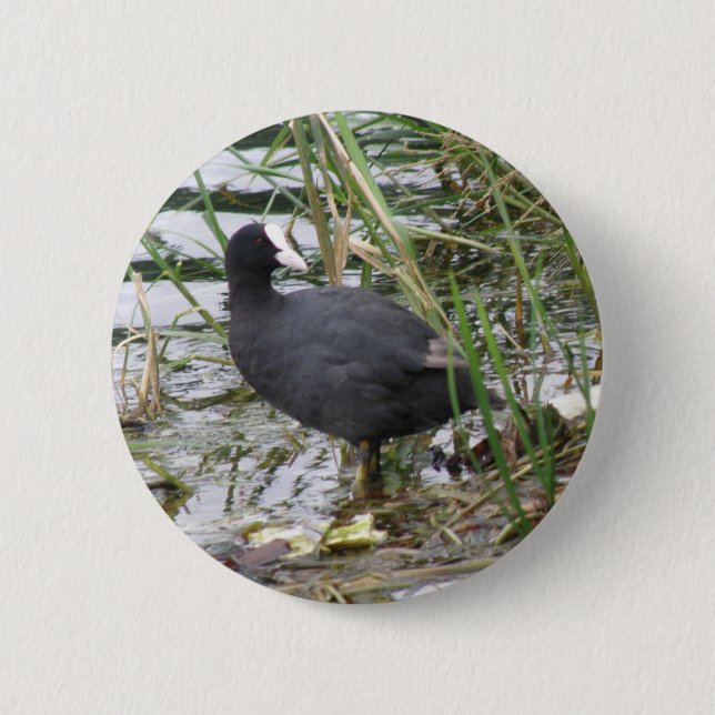 Coot on the Riverbank Button Knapp (Framsida)