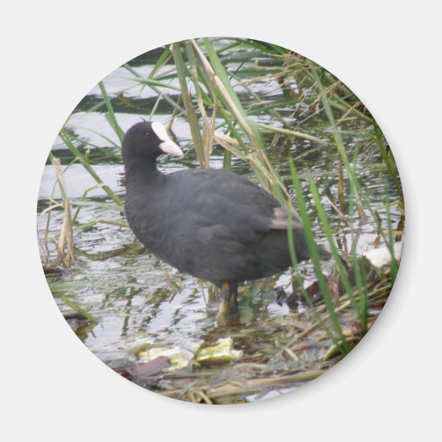 Coot på Riverbank Magnet (Framsidan)