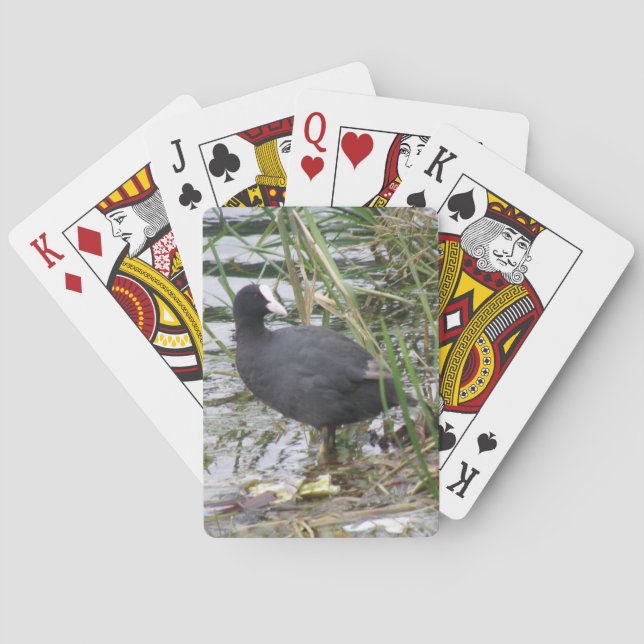 Coot på Riverbanks betalkort Kortlek (Baksidan)