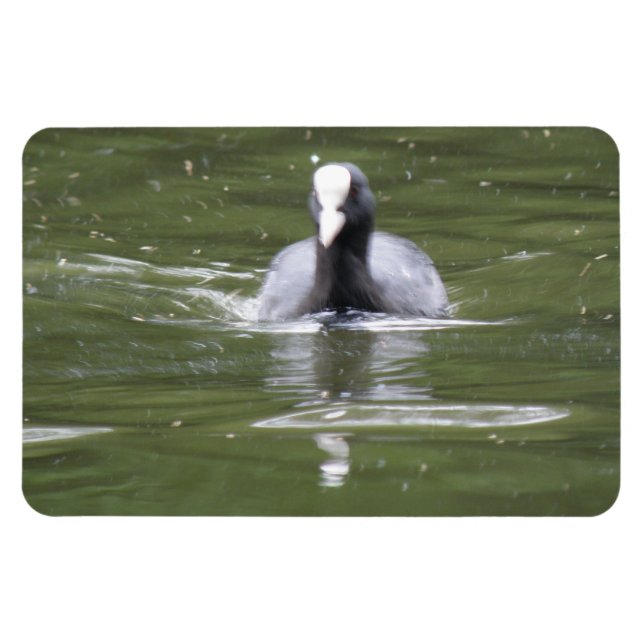 Coot Swimming Premium Magnet (Horisontell)