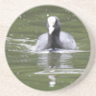 Coot Swimming Underlägg Sandsten