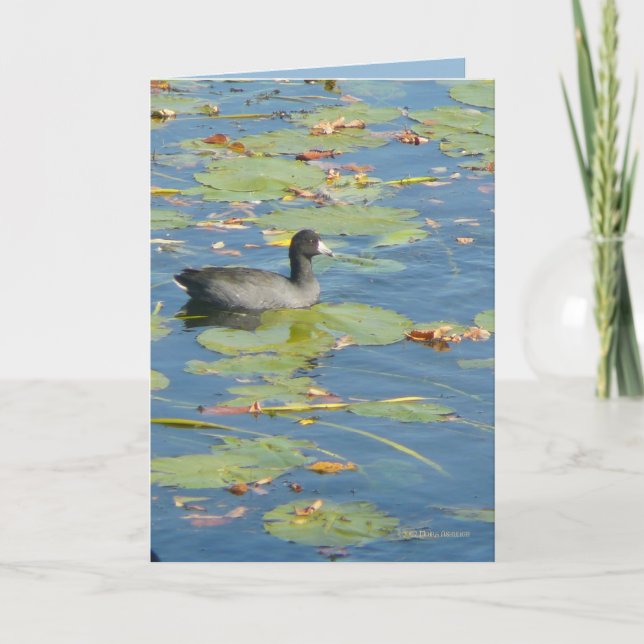 Cooten Kort (Framsida)