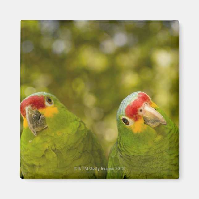 Copan, Honduras Magnet (Framsidan)