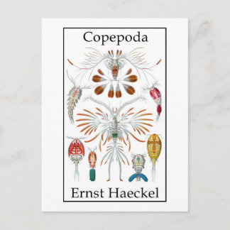 Copepoda av Ernst Haeckel Vykort