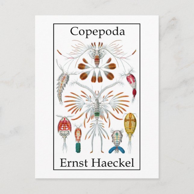 Copepoda av Ernst Haeckel Vykort (Framsida)