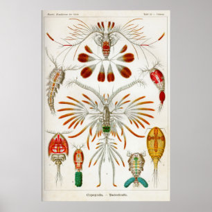 Copepoda (kräftdjur) poster