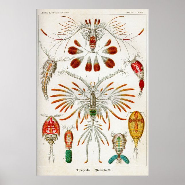 Copepoda (kräftdjur) poster (Framsidan)