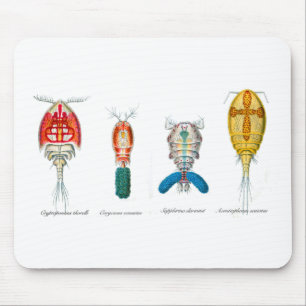Copepods Musmatta