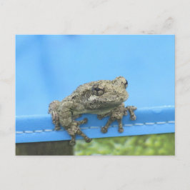 Copes Träd Frog hängde ut vykort