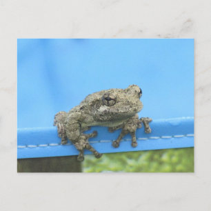 Copes Träd Frog hängde ut vykort