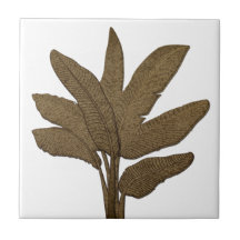 Copper Se Banana Plant Löv White