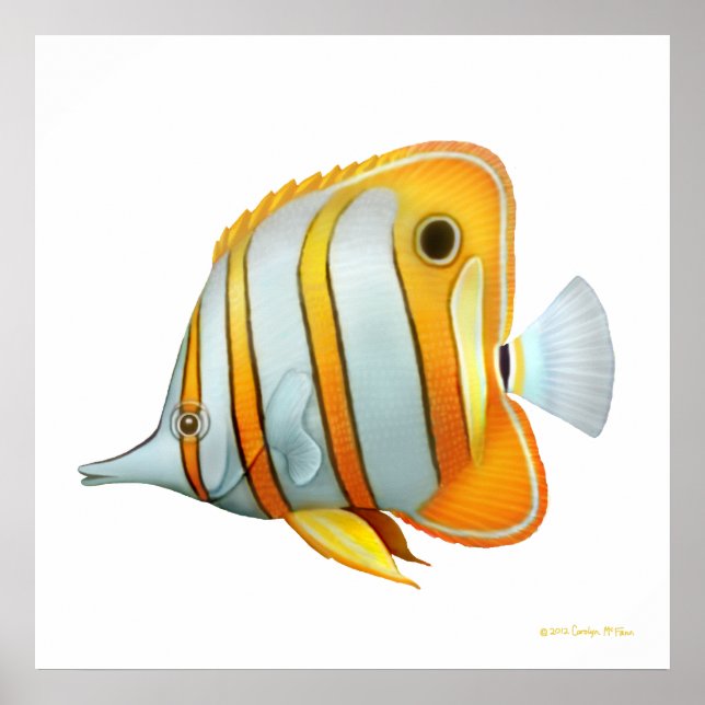 Copperband Butterfly Fish Study Poster (Framsidan)
