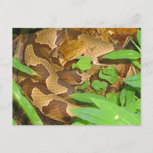 Copperhead Snake Vykort