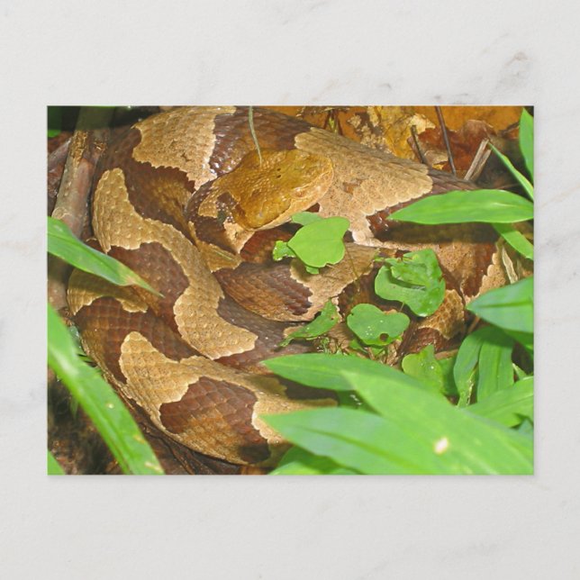 Copperhead Snake Vykort (Framsida)