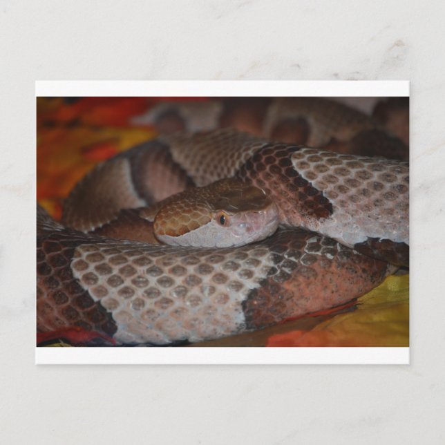 Copperhead Vykort (Framsida)