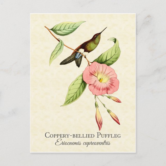 Coppery Belllied Puffleg Hummingbird Art Postcard Vykort (Framsida)