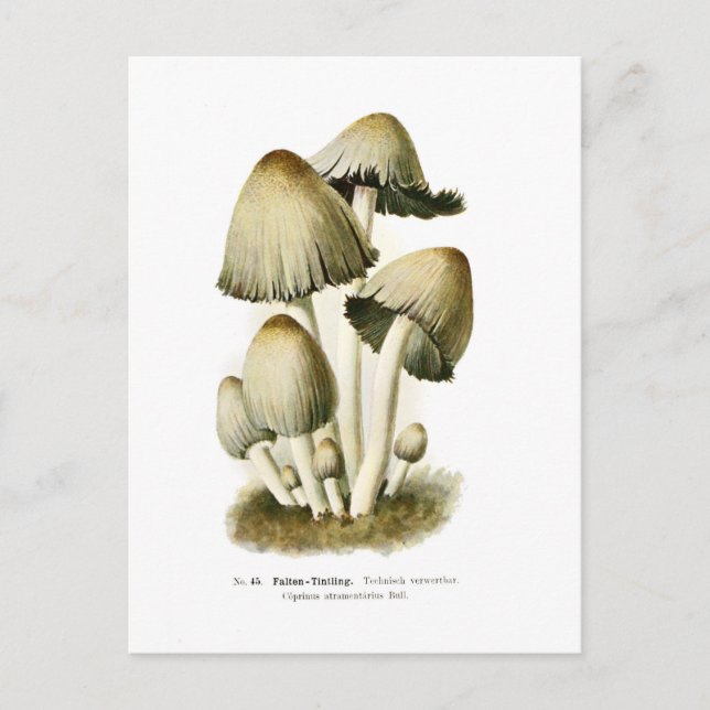 Coprinus atramentarius vykort (Framsida)