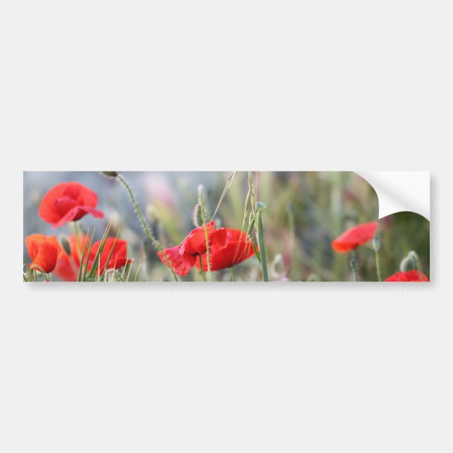 coquelicot bildekal (Framsidan)
