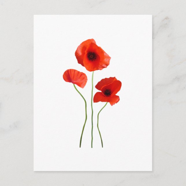 coquelicot -poppy vykort (Framsida)