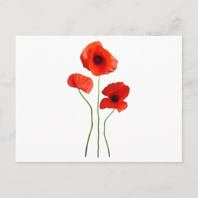 coquelicot -poppy vykort (Framsida)