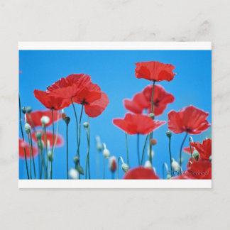 Coquelicots de Provence Vykort