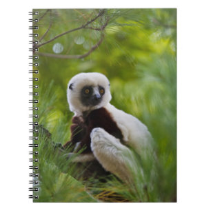Coquerels Sifaka i skogen 2 Anteckningsbok