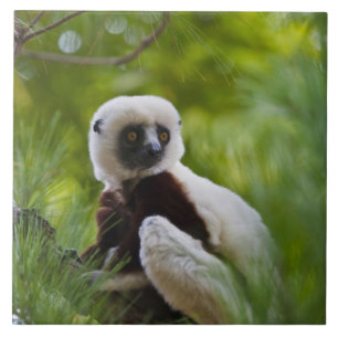 Coquerels Sifaka i skogen 2 Kakelplatta