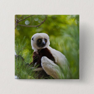 Coquerels Sifaka i skogen 2 Knapp
