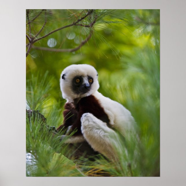 Coquerels Sifaka i skogen 2 Poster (Framsidan)