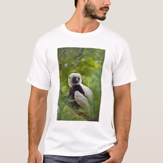 Coquerels Sifaka i skogen 2 Tee (Framsida)