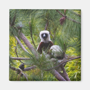 Coquerels Sifaka i skogen Magnet