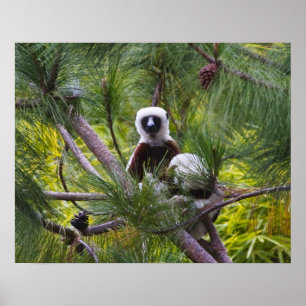Coquerels Sifaka i skogen Poster