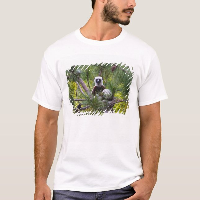 Coquerels sifaka i skogen tee (Framsida)