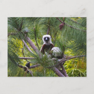 Coquerels Sifaka i skogen Vykort