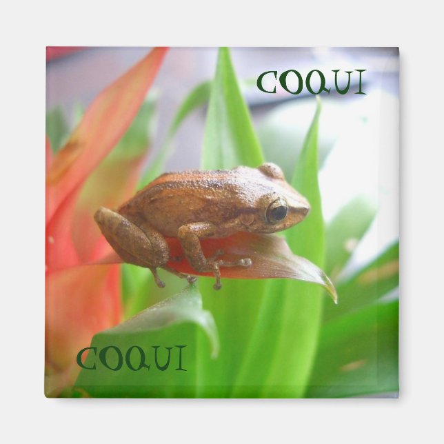 COQUI MAGNET (Framsidan)