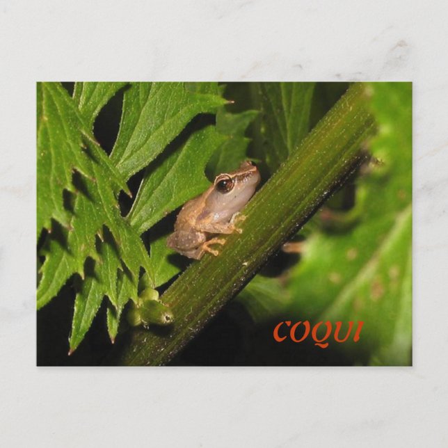 Coqui-vykort Vykort (Framsida)