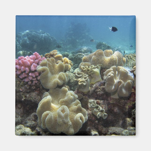 Coral, Agincourt Reef, Underbar Barrier Reef Magnet (Framsidan)